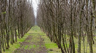 Land-Innovation-Lausitz (LIL) Image